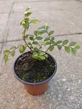 Chinese Elm Ulmus parvifolia