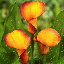 Calla Lily Orange Sunset -