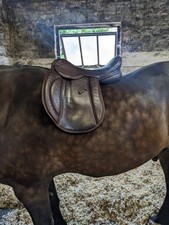 17" Pony Cob and Horse