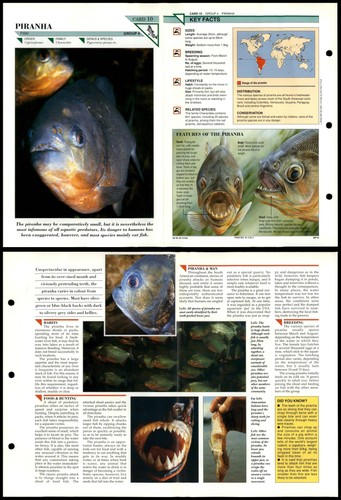 Piranha fish wildlife fact - fish,