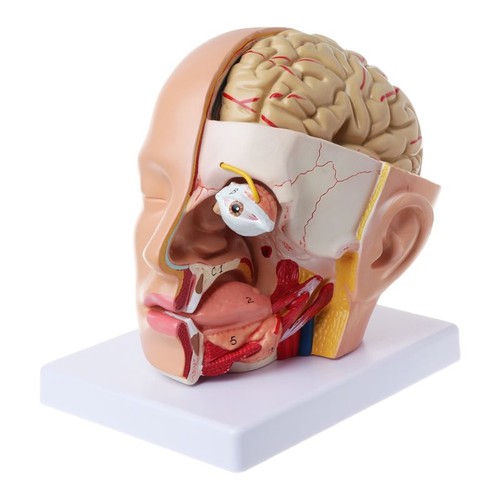 Human anatomy for head skull - head,