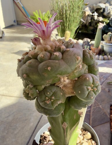 Rare grafted - 7.4,