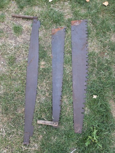 Very old logging saws wall - logging,
