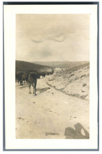Near East, Camel Caravan