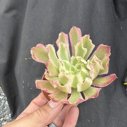Aeonium poison variegated - aeonium,