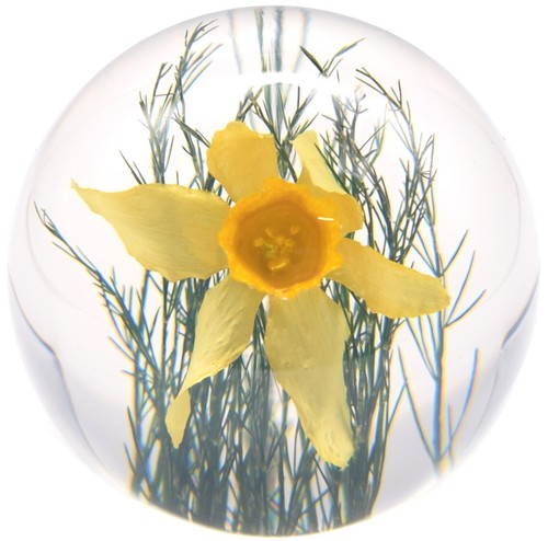 Medium daffodil paperweight - daffodil,