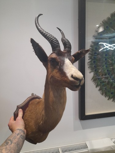 Taxidermy springbok stag - springbok,