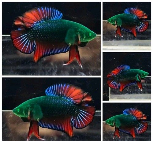 Live betta fish - betta, double
