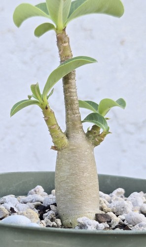 Arabicum adenium desert - adenium,