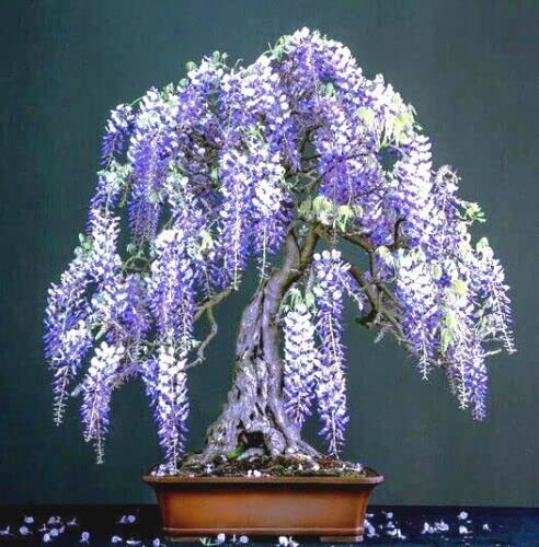 Purple wisteria bonsai tree - wisteria,
