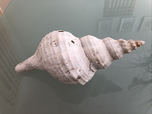 Large 26cm horse conch - xl,