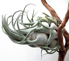 Tillandsia seleriana | Air plant | Tillandsia - Air plant | Tillandsia