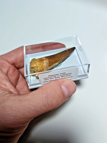 Med large 5cm cretaceous - med-large, 4.5-5.5cm