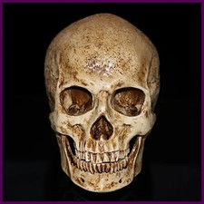 Resin Human Skull Replica Model Realistic Skeleton Handicraft Decor Lifesize 1:1