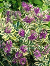 HEBE ANDERSONII VARIEGATA SHRUB. COASTAL GROWN IN 9cm POT  PURPLE FLOWERS 