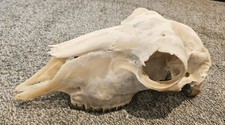  Sheep Skull taxidermy art