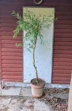 5ft TALL GOLDEN WEEPING WILLOW TREE - Salix x sepulcralis var. Chrysocoma Plant