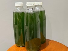 Live Tetraselmis Phytoplankton – 1 Liter very concentrated – Marine Live Food