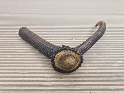 Beautiful deer antler - beautiful,