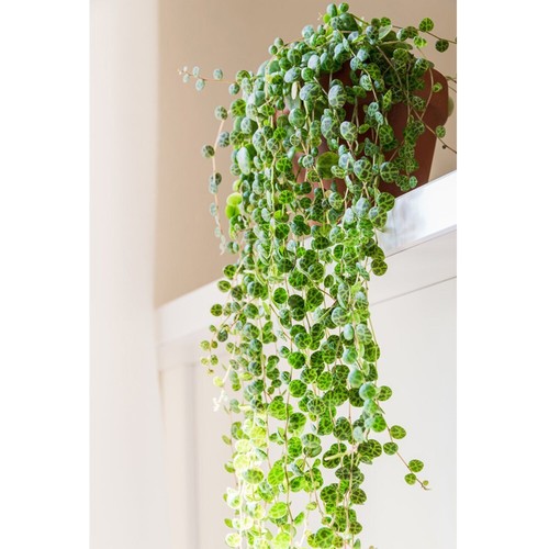 Peperomia prostrata string - prostrata, of