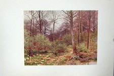 Original Old Vintage Print