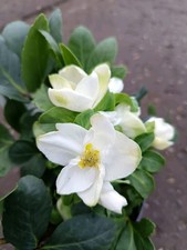 Hellebore Christmas Carol | 12