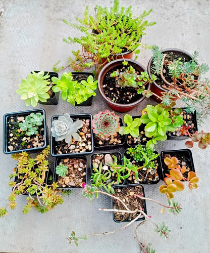 Variety well rooted winter - variety,