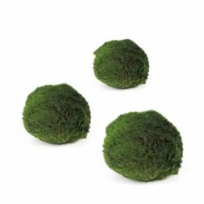 Marimo moss balls - Chladoflora (2cm) Set of 3