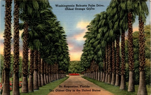 Washingtonia robusta palm - washingtonia,