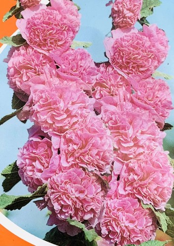 Rose mallow hollyhock - 20,