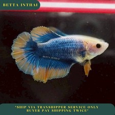 Live Betta Fish Female Blue Mascot Halfmoon Beautiful Fish from TH O13M2