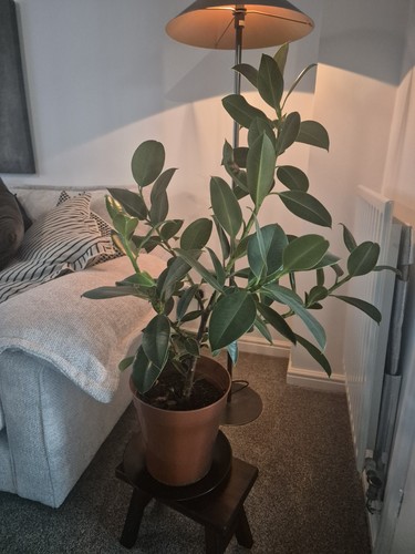 Large bushy ficus - large,