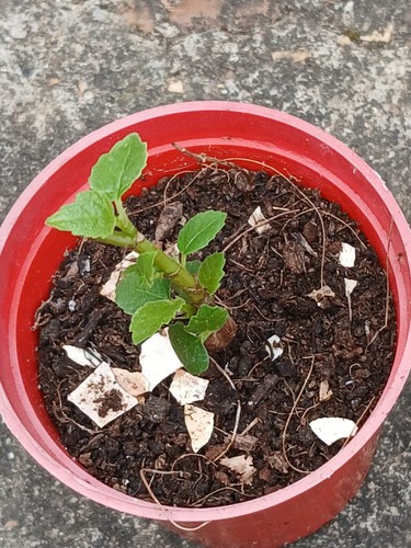 One year old mature young - mature, fig
