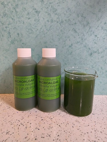 Live green water culture 2 - water,