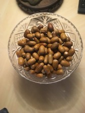 100  ACORNS SEEDS OAK ENGLISH OAK