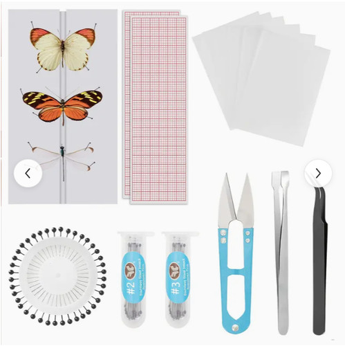 Butterfly taxidermy beginners