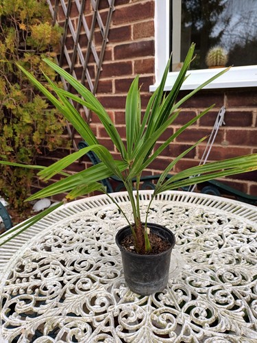 Trachycarpus fortunei chusan - trachycarpus, (chusan