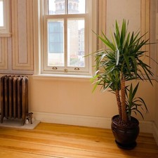 Yucca Filamentosa Adam's