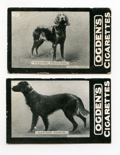 Irish setter red gun dog - red,