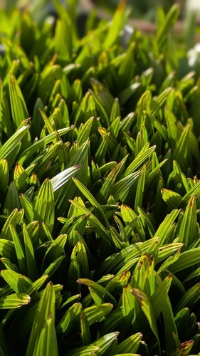 Palm tree seedlings - 5,