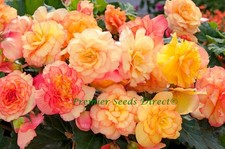 FLOWER BEGONIA TUBEROUS ON TOP SUNSET SHADES F1 15 PELLETS