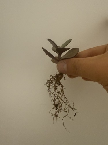 Jade plant - jade, (rooted)