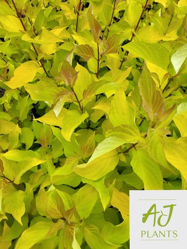 Cornus alba aurea golden - cornus,