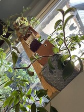 Inside Window Shelving