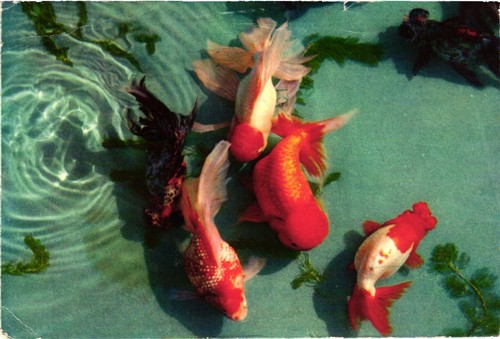 Vtg postcard fancy goldfish - postcard,