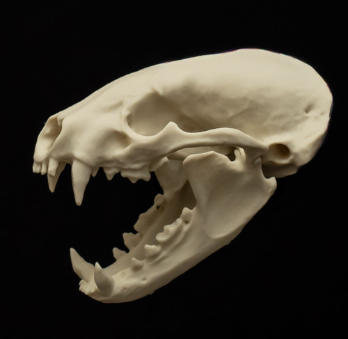 Badger skull replica life - skull,