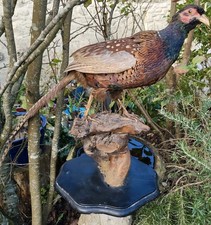 TAXIDERMY: Large Aphasianus