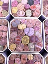 18-20 Rare Mix veriaties of