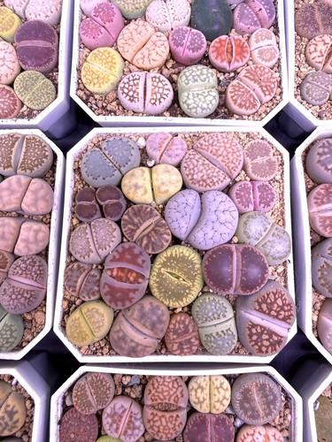 Rare mix veriaties - veriaties, of