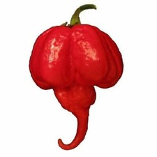 TRINIDAD MORUGA SCORPION 20